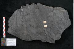 Foto (Objekt + Etikett) von Noeggerathia palmaeformis Goeppert (NHMW-GEO-2024-0188-10744)